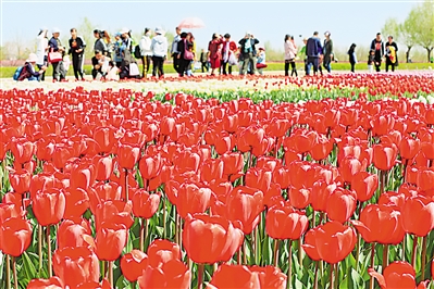     紅色——銀川花博園里盛開的郁金香紅似火焰。寧夏把良好生態(tài)環(huán)境作為最普惠的民生福祉，還百姓綠水青山，不斷滿足人民日益增長的優(yōu)美生態(tài)環(huán)境需要。                 本報記者 馬楠 攝